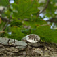 Silver ring with tree design on a tree branch with leaves