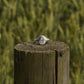 Silver ring on a wooden post with a blurred green background